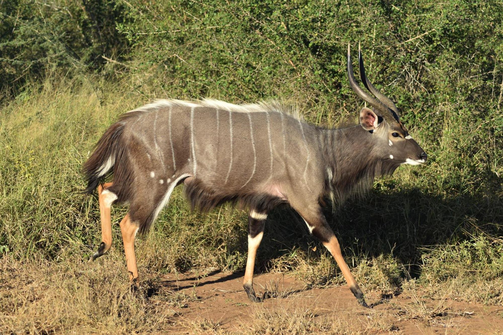 The Baobab Bush Lodge And Villa Hoedspruit Eksteriør billede