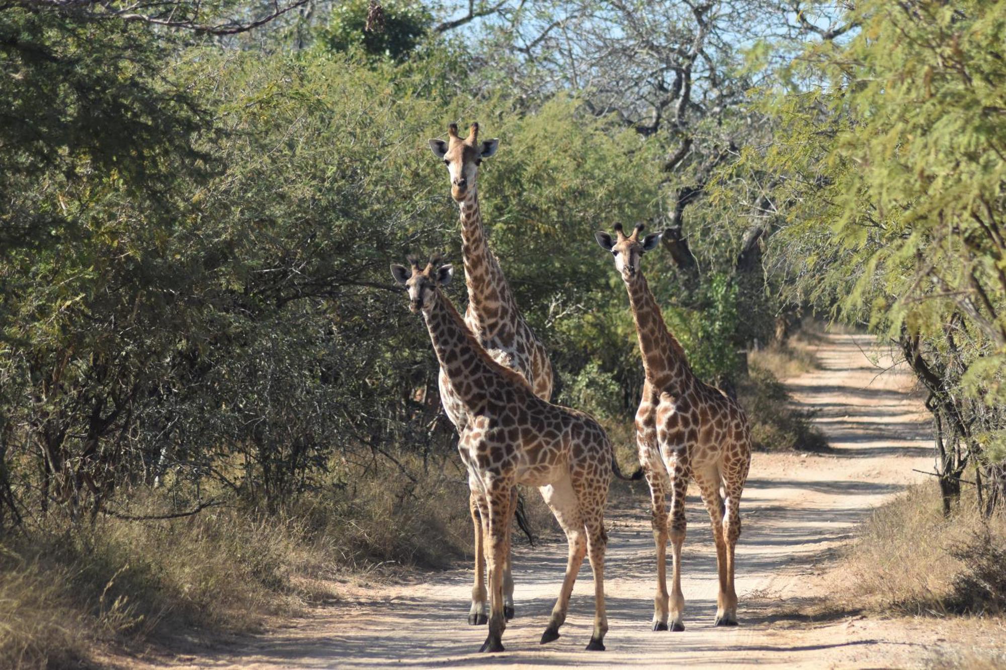The Baobab Bush Lodge And Villa Hoedspruit Eksteriør billede