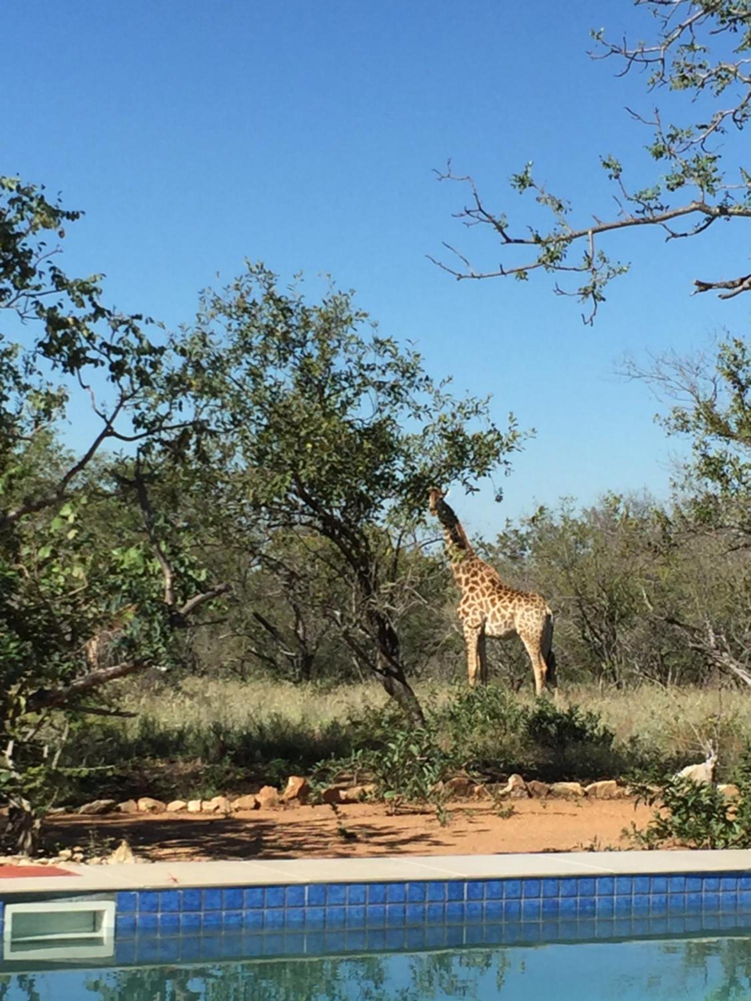 The Baobab Bush Lodge And Villa Hoedspruit Eksteriør billede
