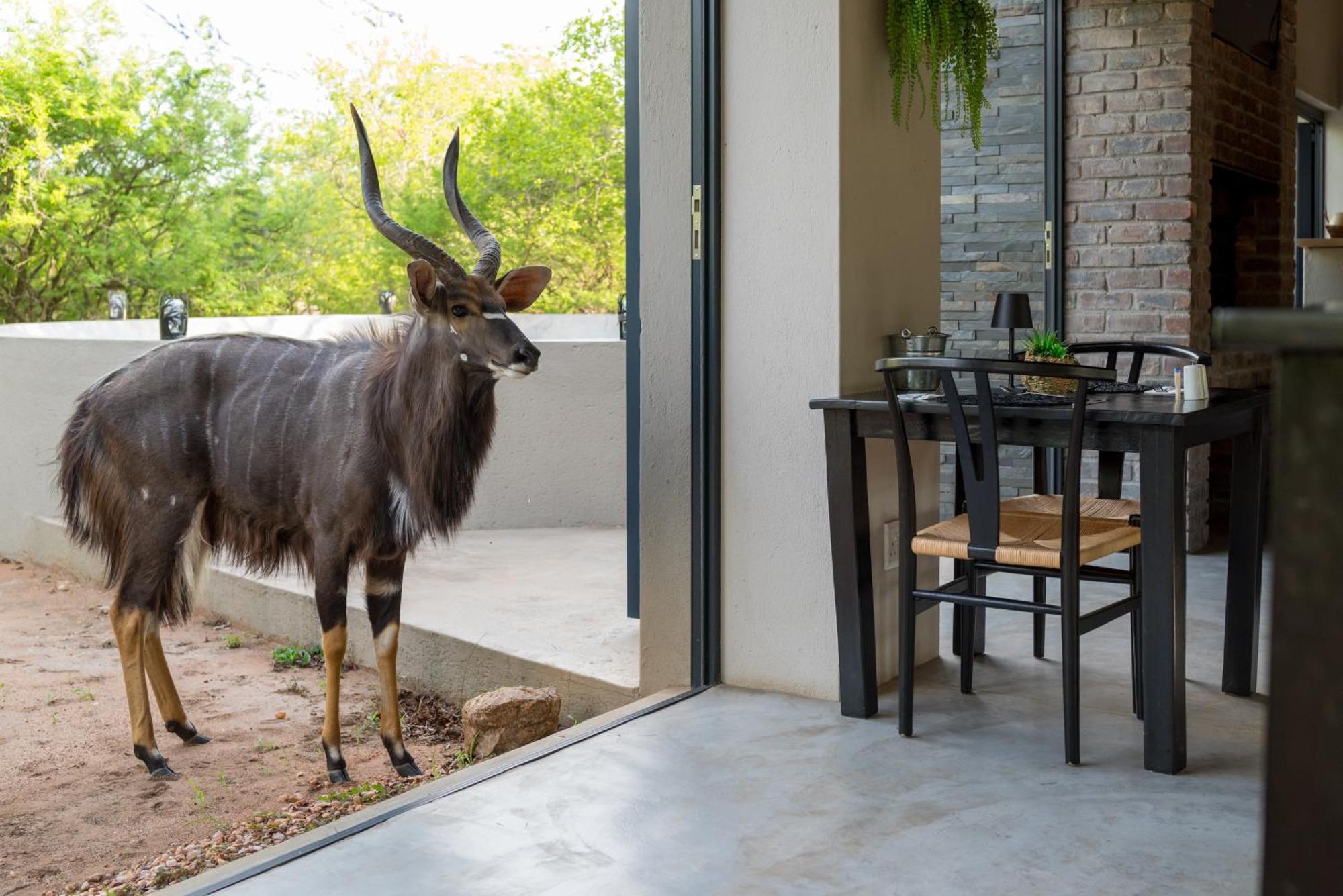 The Baobab Bush Lodge And Villa Hoedspruit Eksteriør billede